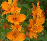 Alstroemeria