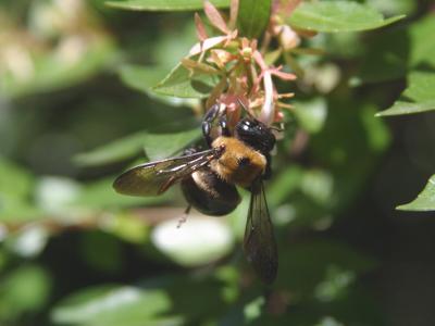 Bee