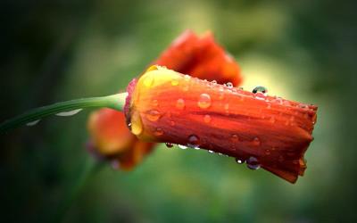 California Poppy soaking in the rain