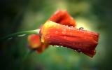 California Poppy soaking in the rain