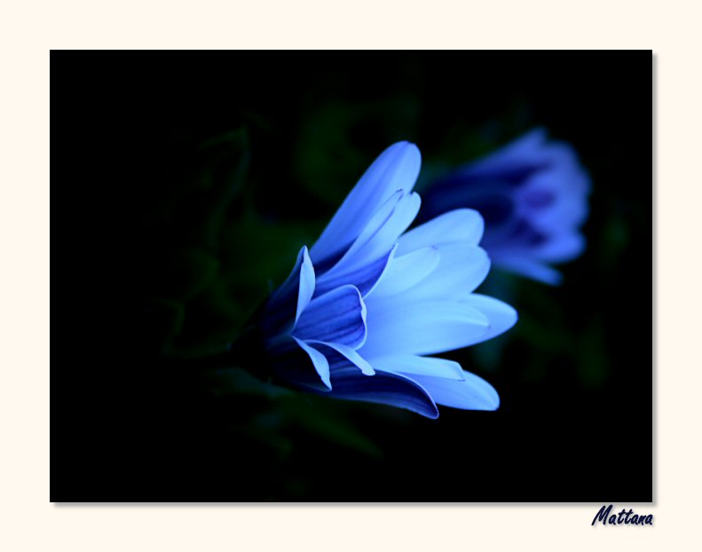 Osteospermum III