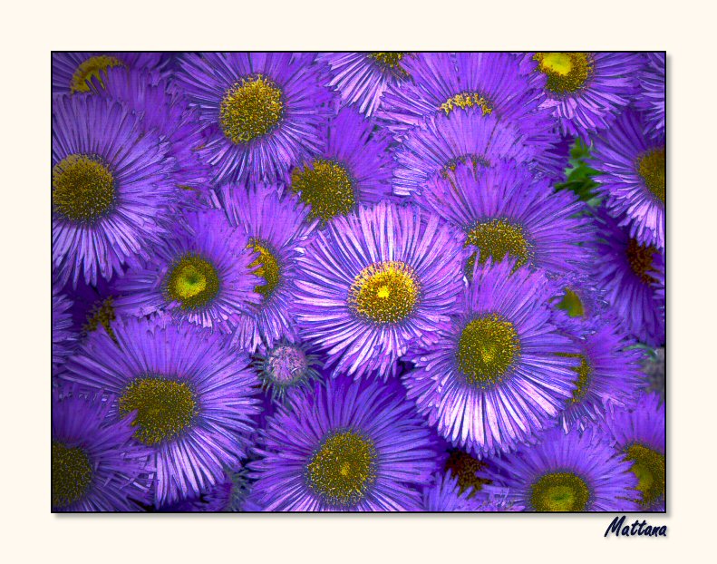 Aster