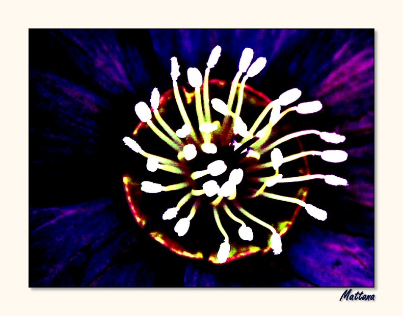 Natures Firework II
