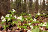 Trilliums