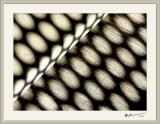 seeing spots