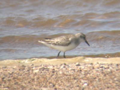 Semipalmated Sandpiper