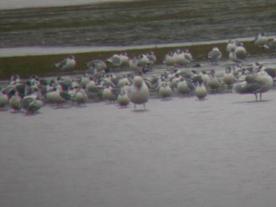 Franklins Gulls