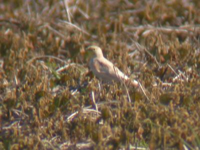 Horned Lark