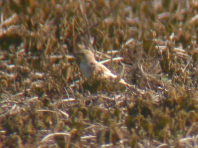 Horned Lark