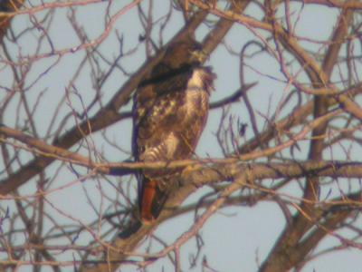 Red-tailed Hawk