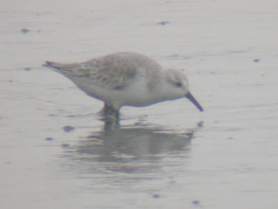 Sanderling