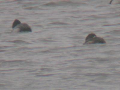 Greater & Lesser Scaups