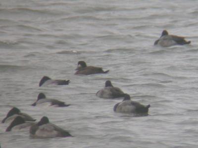 Surf Scoter