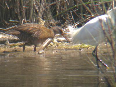 Clapper Rail