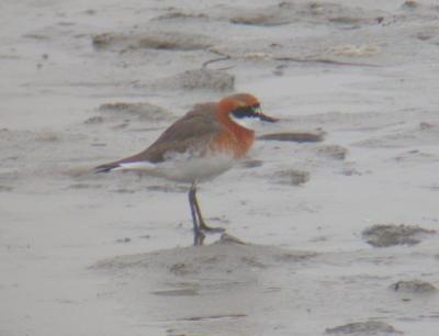 Mongolian Plover