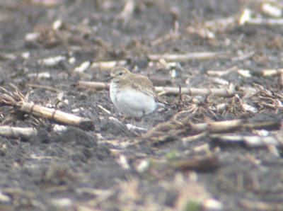 Mountain Plover