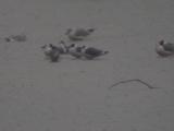 Franklins Gulls