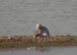 Lesser Black-backed Gull