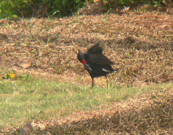 Common Moorhen