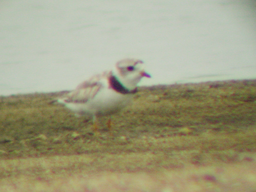 Piping Plover