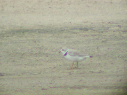 Piping Plover