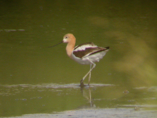 America Avocet