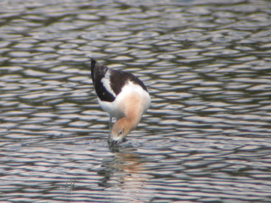 American Avocet