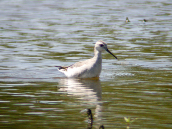 Wilsons Phalarope