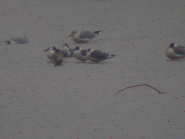 Franklins Gulls