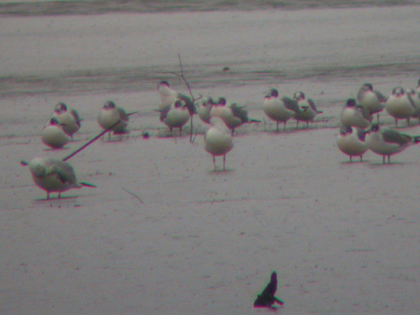 Franklins Gulls