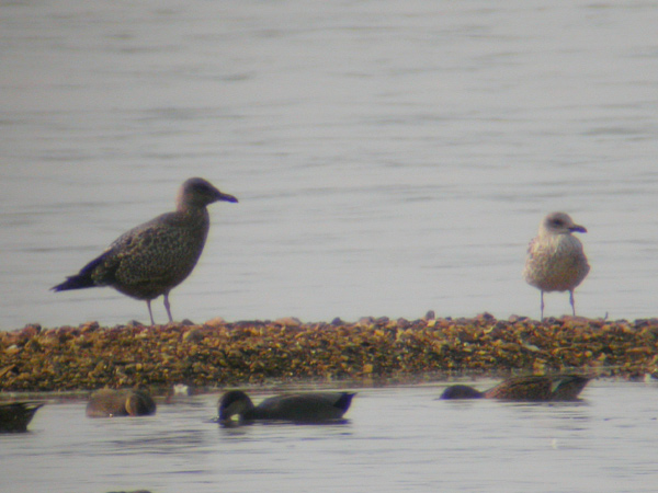 Lesser Black-backed Gull & Herring Gull