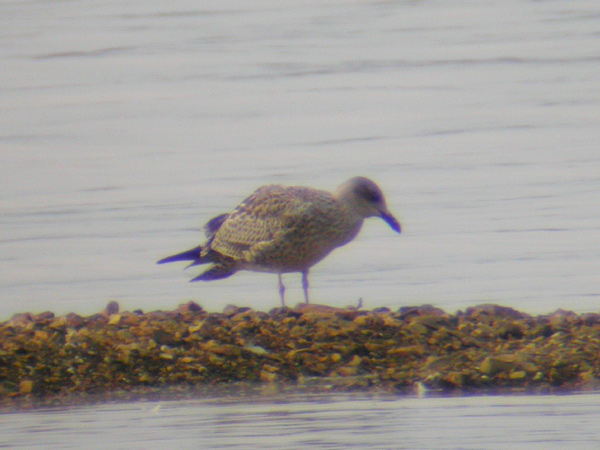 Lesser Black-backed Gull