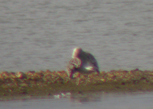 Lesser Black-backed Gull