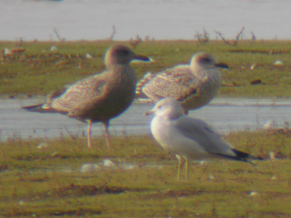 Lesser Black-backed Gull