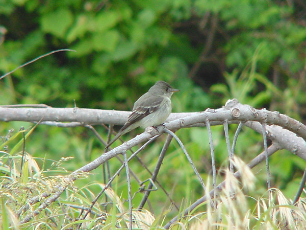 Eastern Wood-Pewee