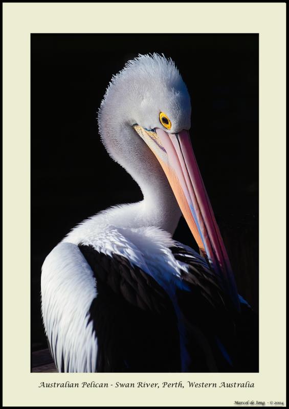 Pelican - Swan River