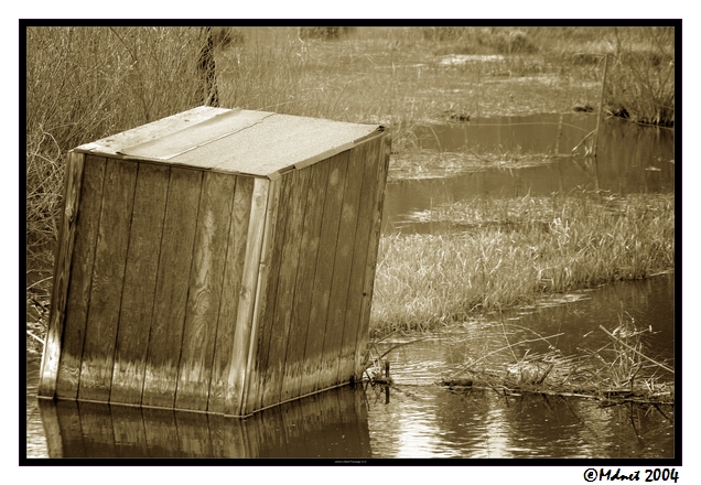 Pond