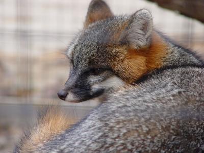 Shadow  -  the grey fox