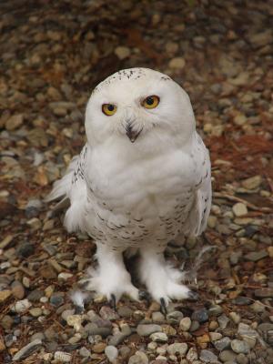 Snowy the arctic owl