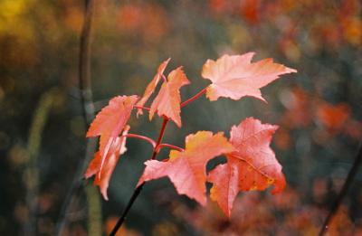 lovely red leaves