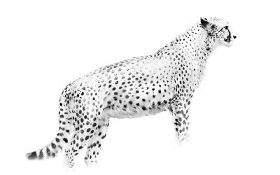 Cheetah