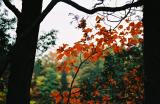 red leaves in trees