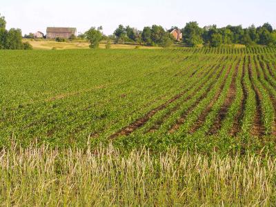 Field of Corn.