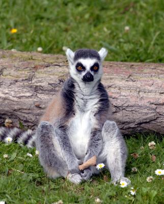 lemur