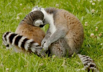 the snog