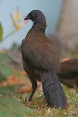 Rufous-vented Chachalaca