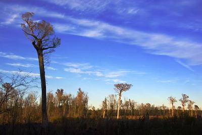 Landmark Cypress