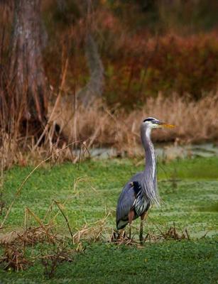 Blue Heron 1359