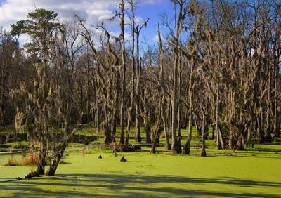 Audubon Swamp2