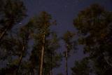 Pines in Moonlight